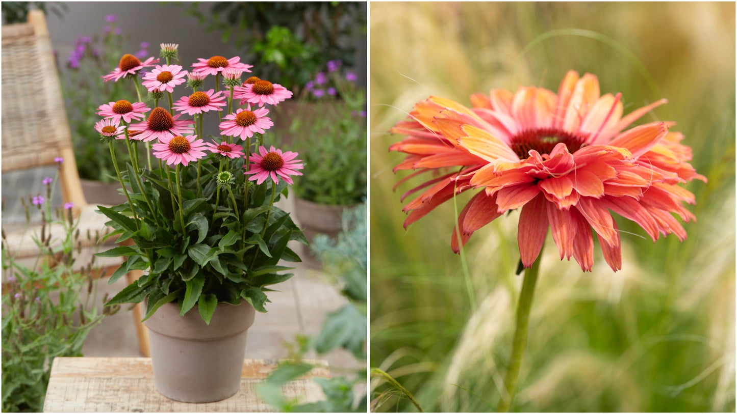 Echinacea Rainbow Sunseekers Coneflowers 3 pc. - R132063