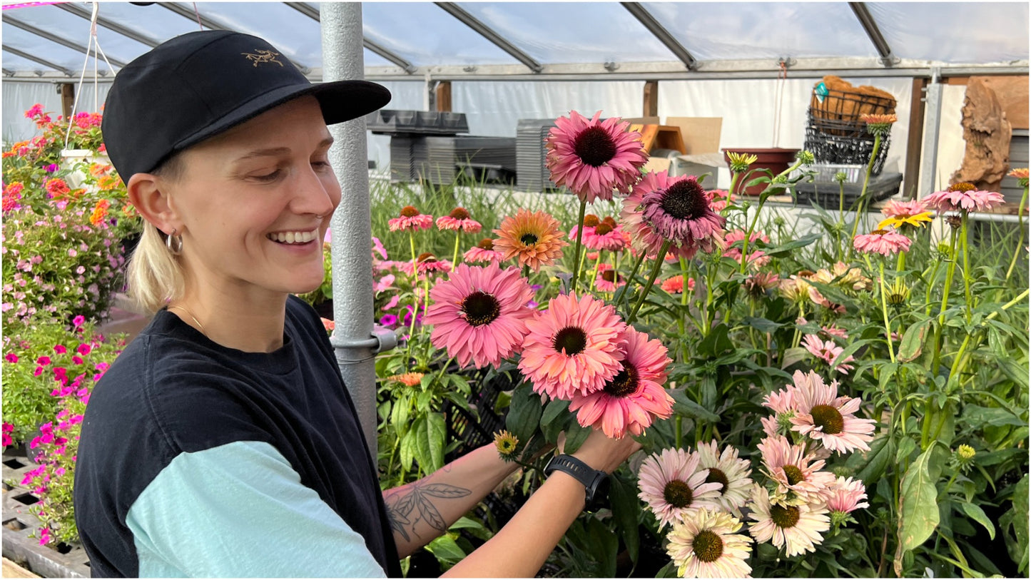 Echinacea Rainbow Sunseekers Coneflowers 3 pc. - R132063