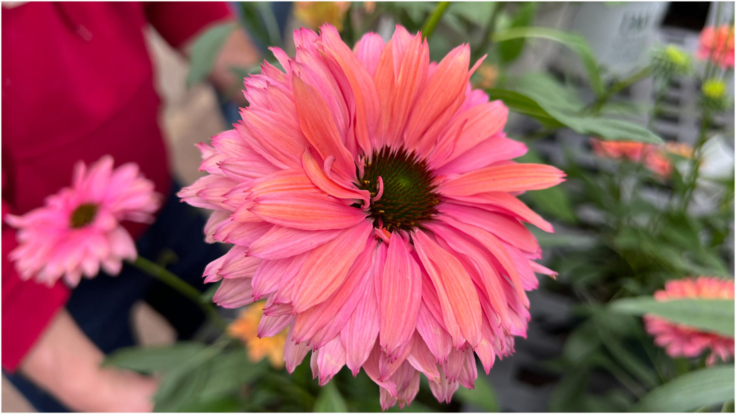 Echinacea Rainbow Sunseekers Coneflowers 3 pc. - R132063