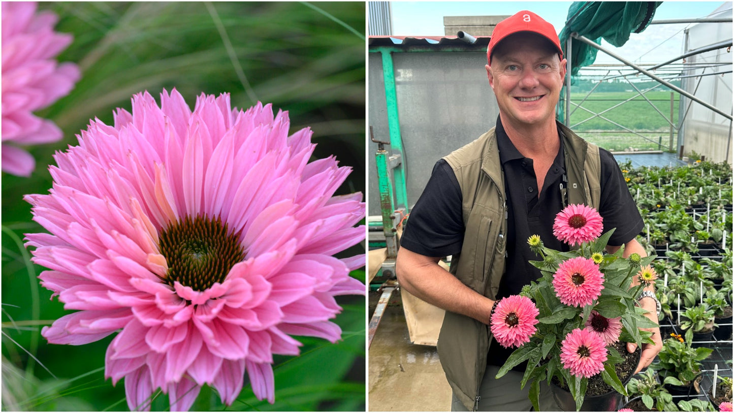 Echinacea Rainbow Sunseekers Coneflowers 3 pc. - R132063