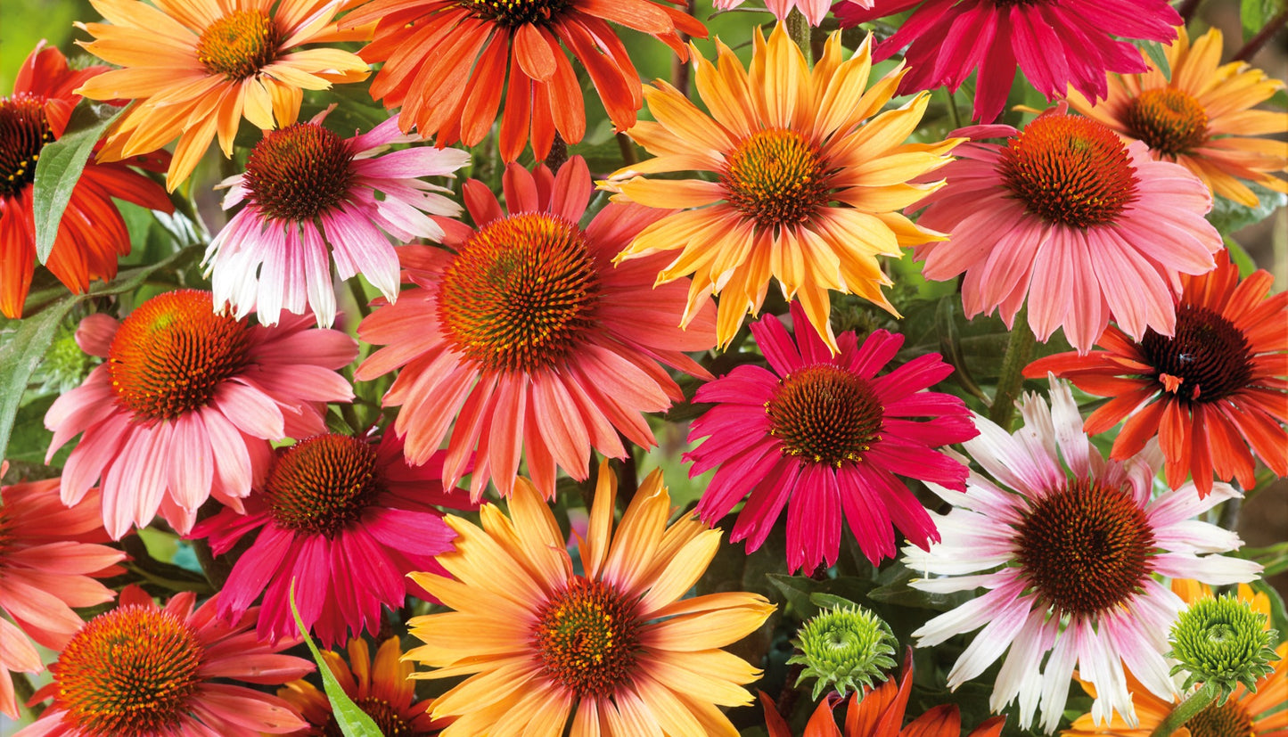 Echinacea Rainbow Sunseekers Coneflowers 3 pc. - R132063