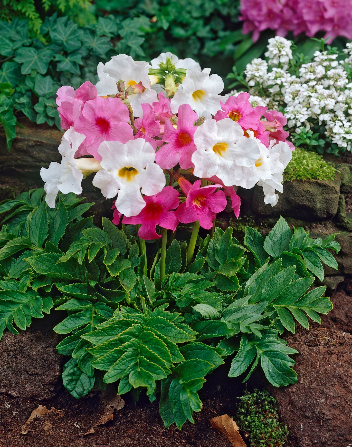 Hardy Flowering Fern or Gloxinia Bulbs 3 pc.R132110