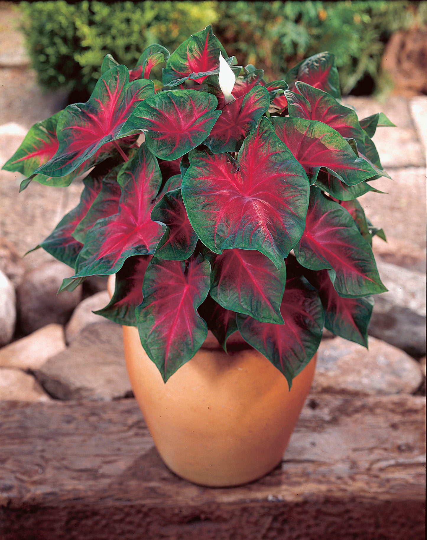 Caladiums Sun Tolerant Jumbo 2 pc. R132186