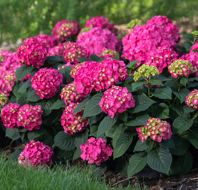 Endless Summer® Summer Crush® Hydrangea 1 pc. R66928