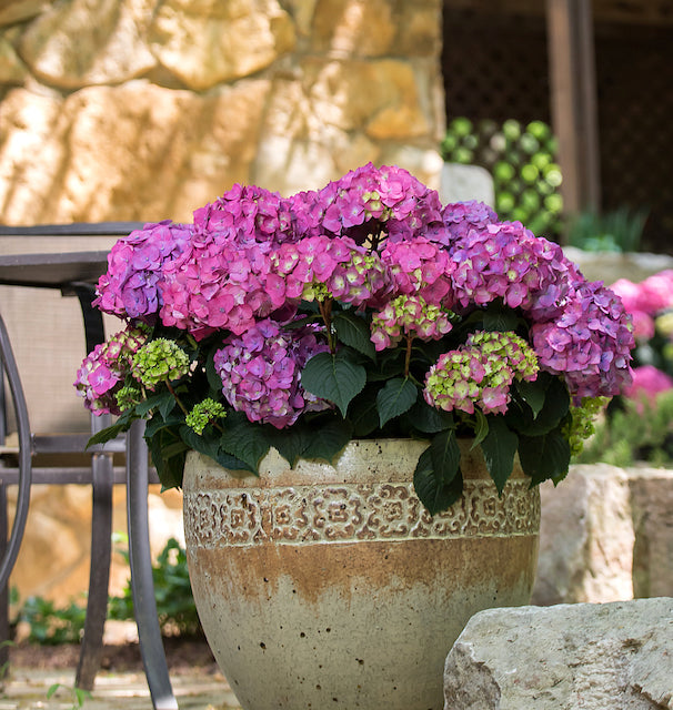 Endless Summer® Summer Crush® Hydrangea 1 pc. R66928