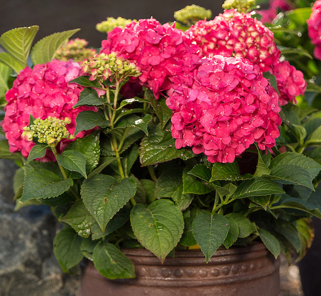 Endless Summer® Summer Crush® Hydrangea 1 pc. R66928