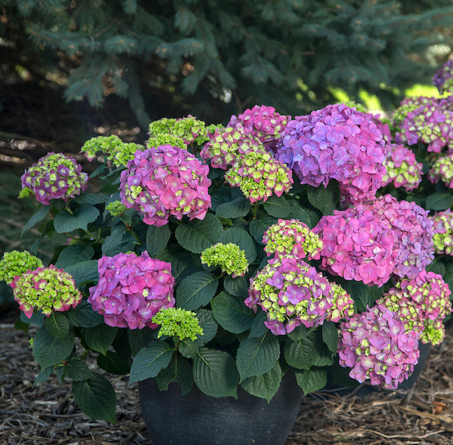 Endless Summer® Summer Crush® Hydrangea 1 pc. R66928