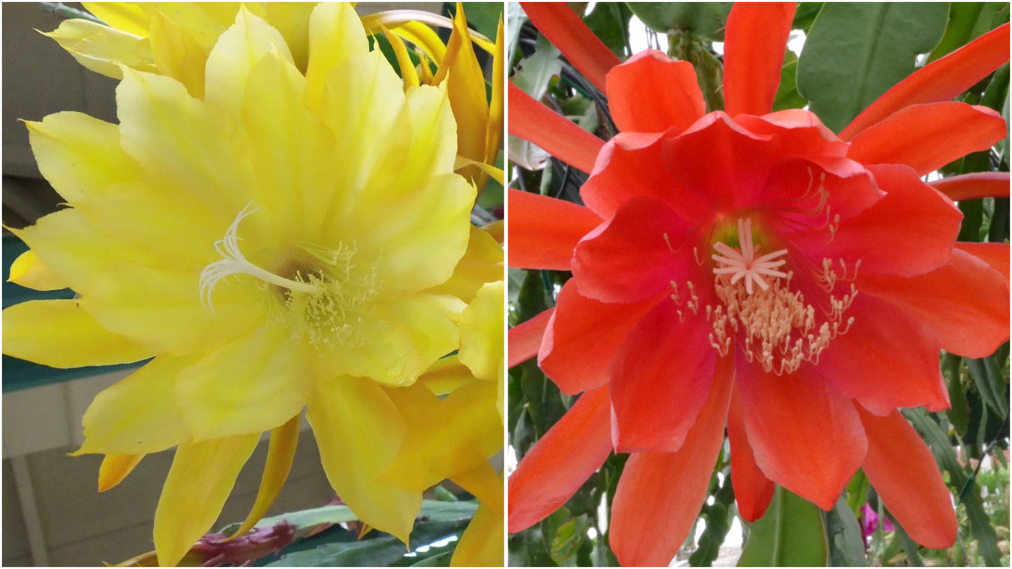 Epiphyllum Orchid Cactus Mix 2-in-1 combo planting 1 pc. R132072