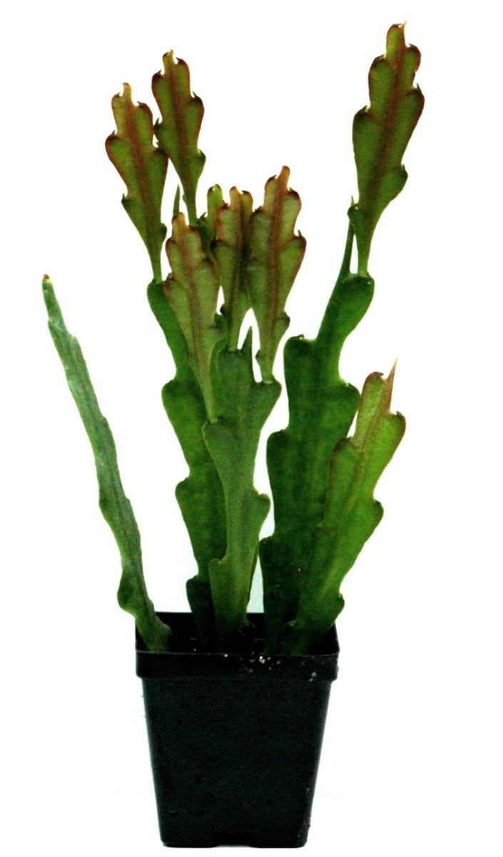 Epiphyllum Orchid Cactus Mix 2-in-1 combo planting 1 pc. R132072