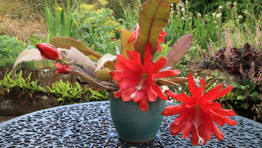 Epiphyllum Orchid Cactus Mix 2-in-1 combo planting 1 pc. R132072