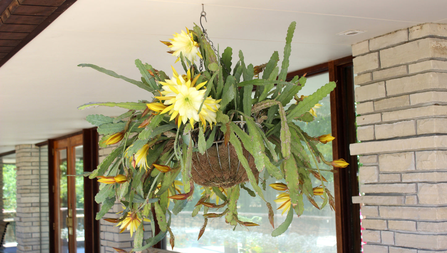 Epiphyllum Orchid Cactus Mix 2-in-1 combo planting 1 pc. R132072