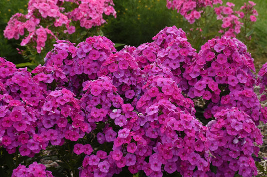 Phlox Upright Large Flowering Garden 4 pc. R132127