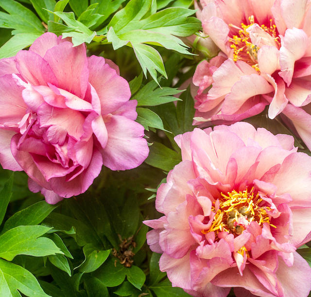 Extended Bloom Itoh Peony 1 pc. R67202 (choice of color)