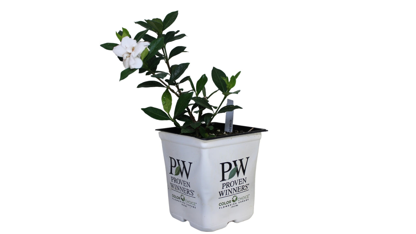 Proven Winners® Gardenia Steady as She Goes® 1 pc. R132075