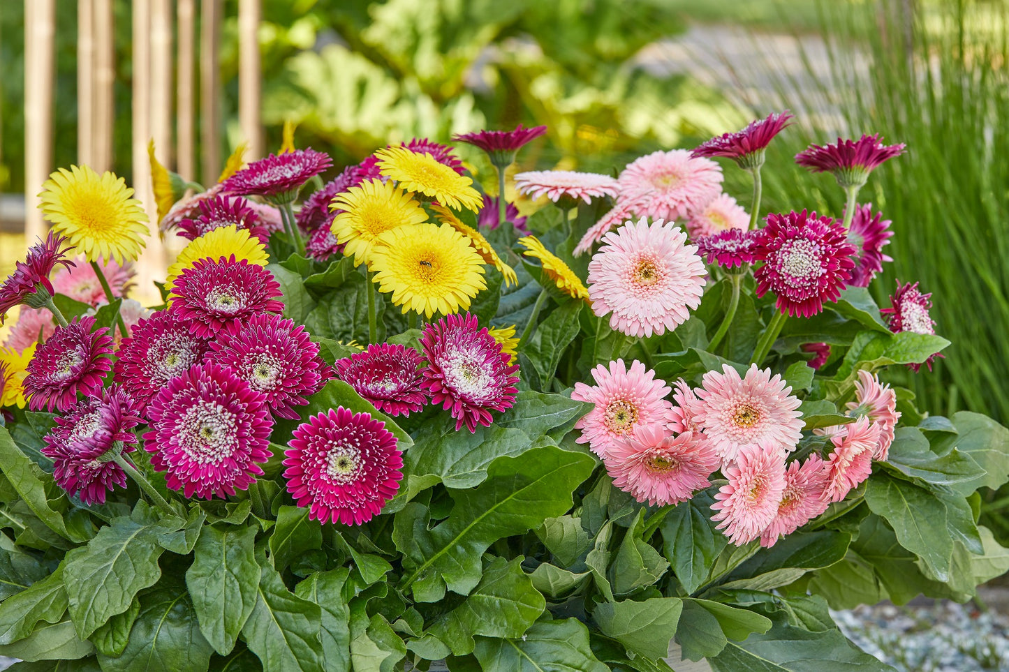 Double Majestic Gerber Daisy 4 pc. R82062