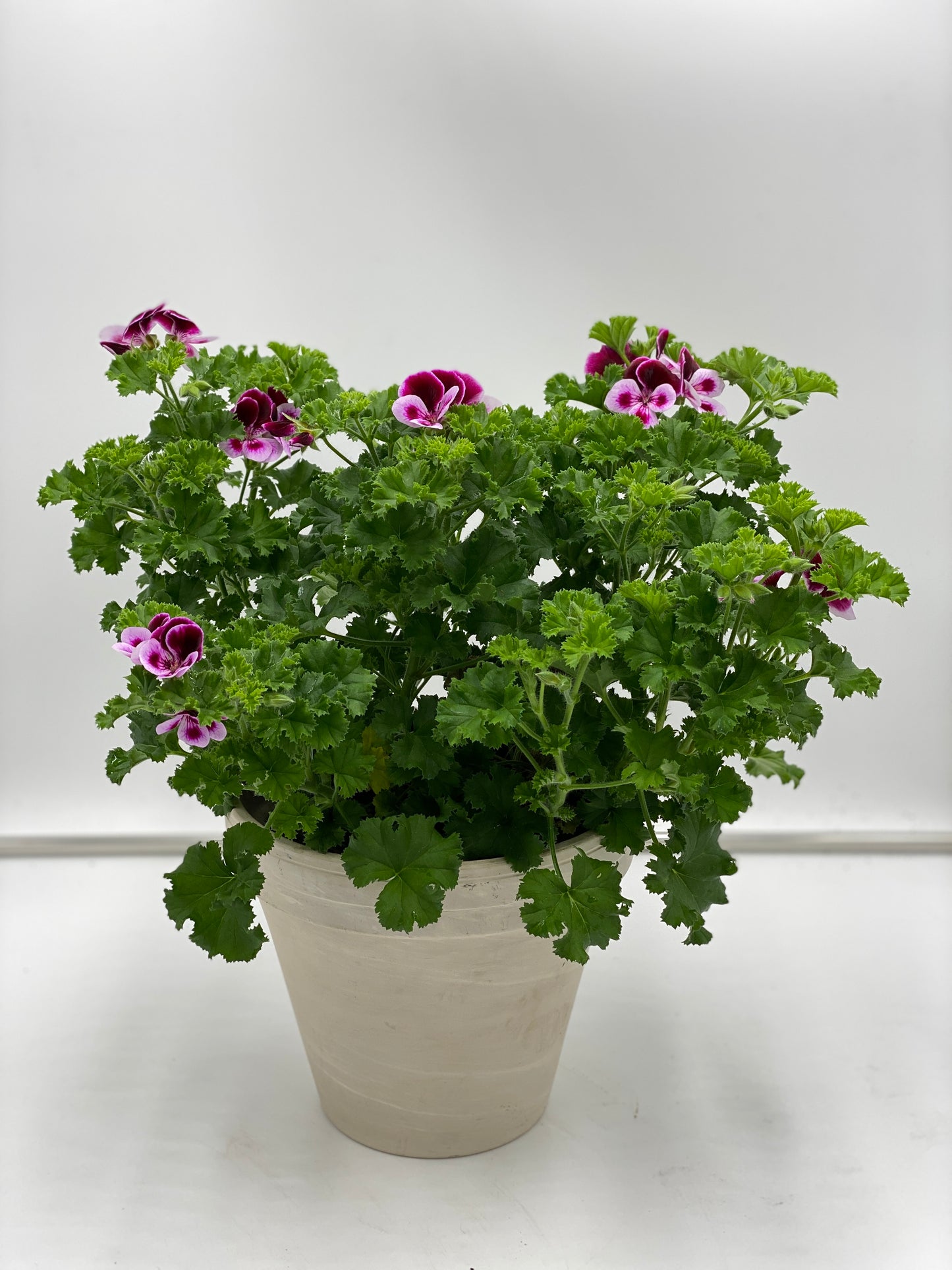 Mosquito Away Citronella Geranium 3 pc. R132123