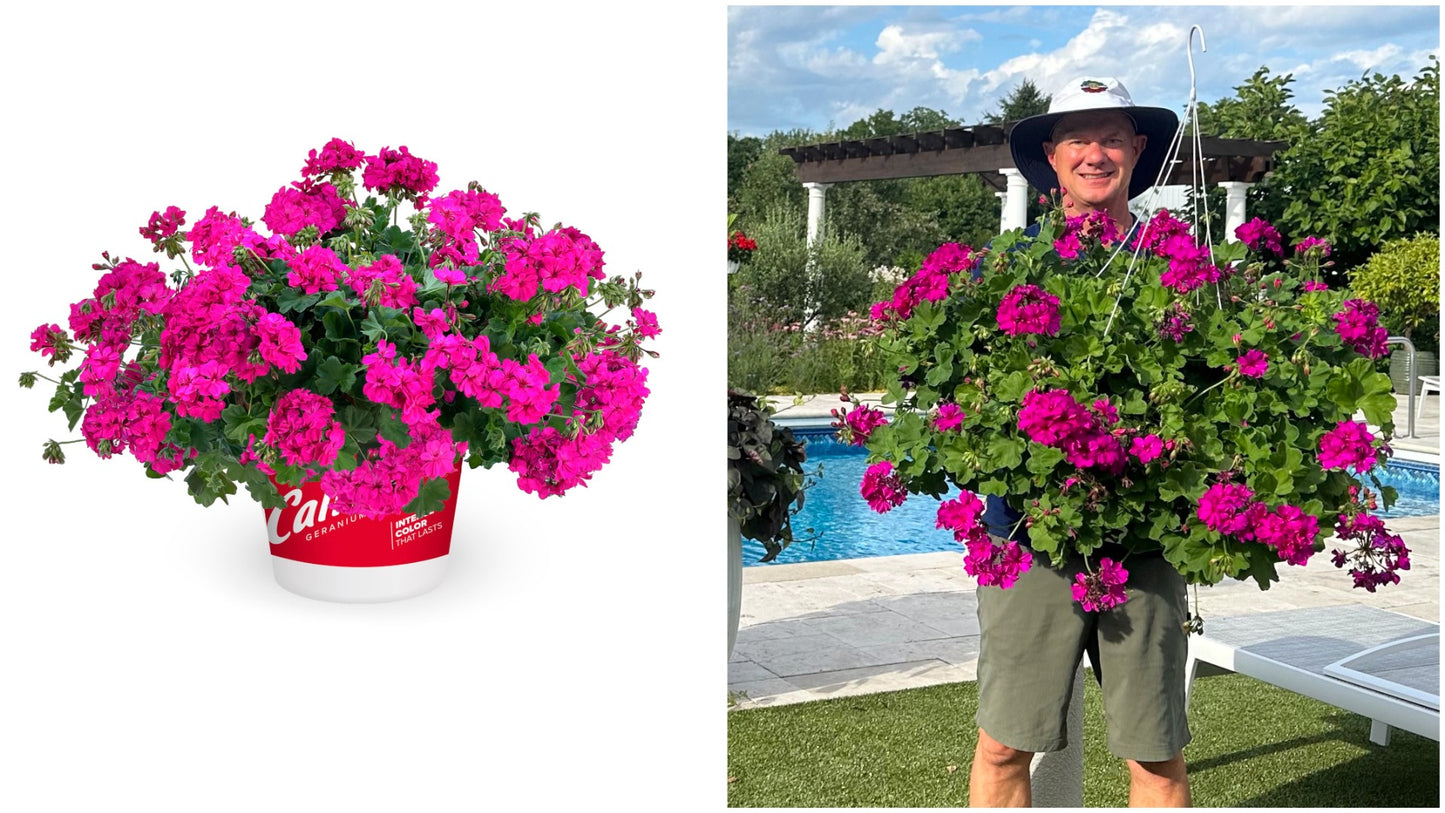 Geraniums Calliope® Cascading Violet 3 pc. R132124