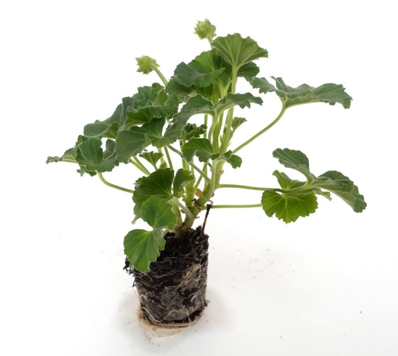 Geraniums Calliope® Cascading Violet 3 pc. R132124