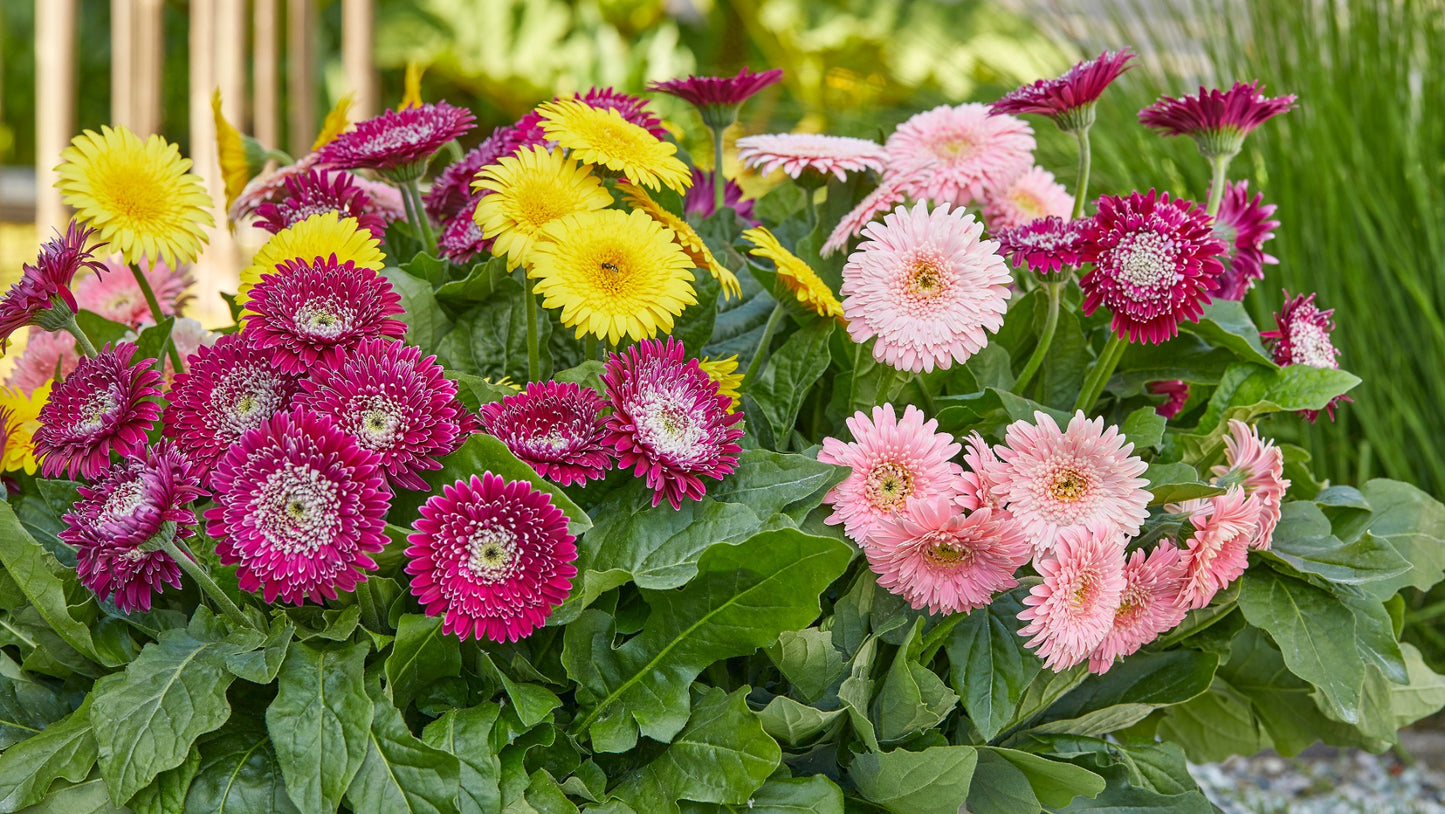 Double Majestic Gerber Daisy 4 pc. R82062