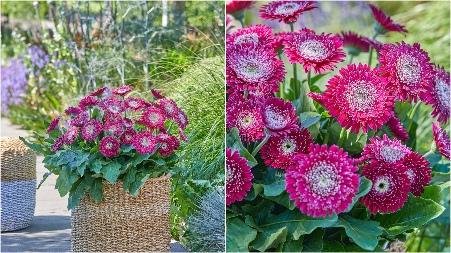 Double Majestic Gerber Daisy 4 pc. R82062