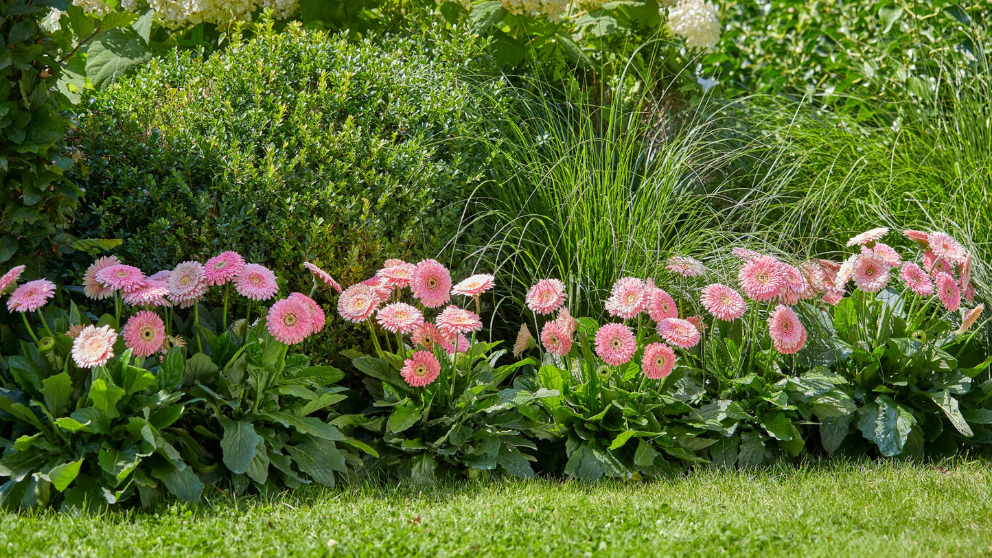 Double Majestic Gerber Daisy 4 pc. R82062