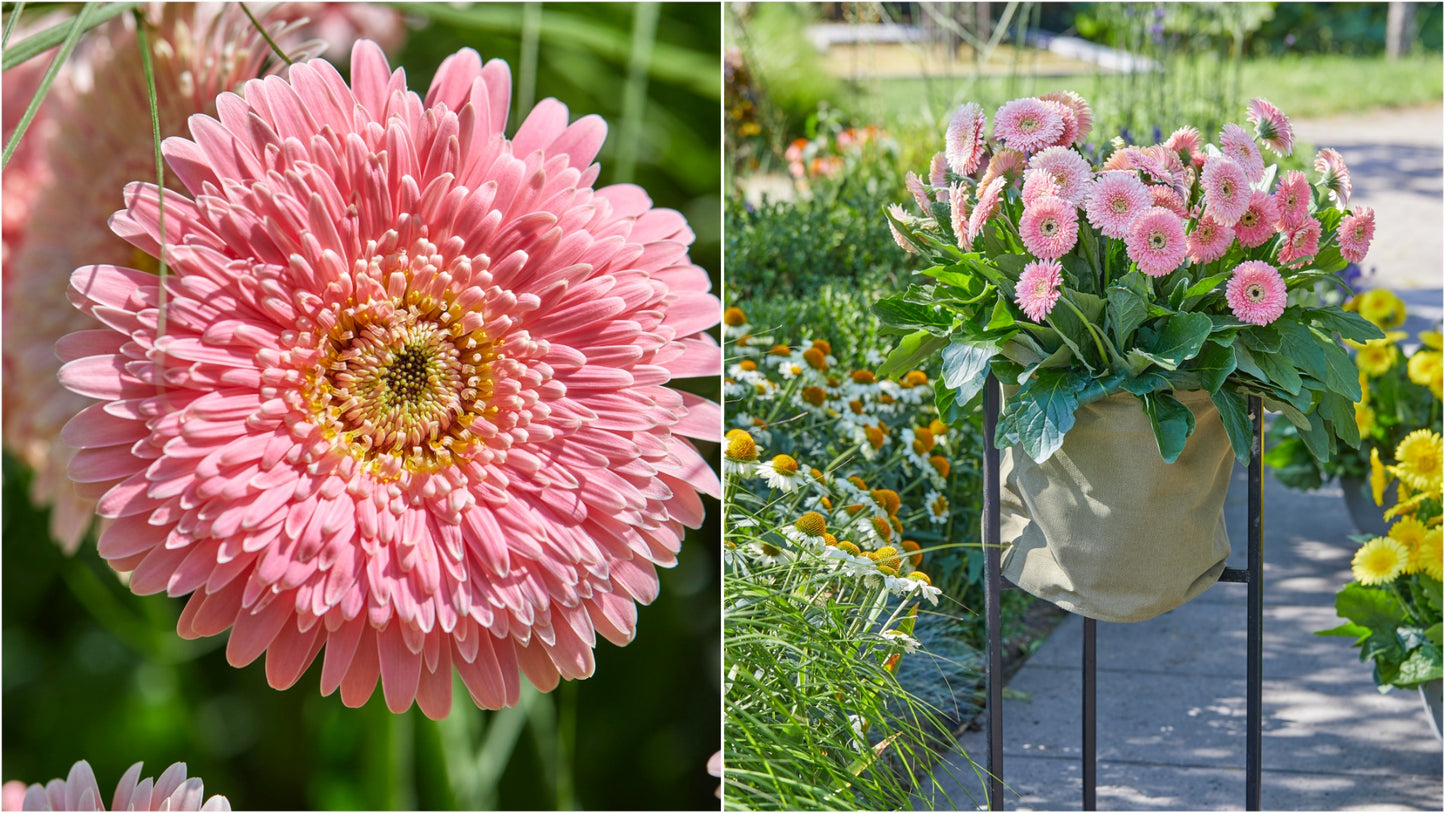 Double Majestic Gerber Daisy 4 pc. R82062