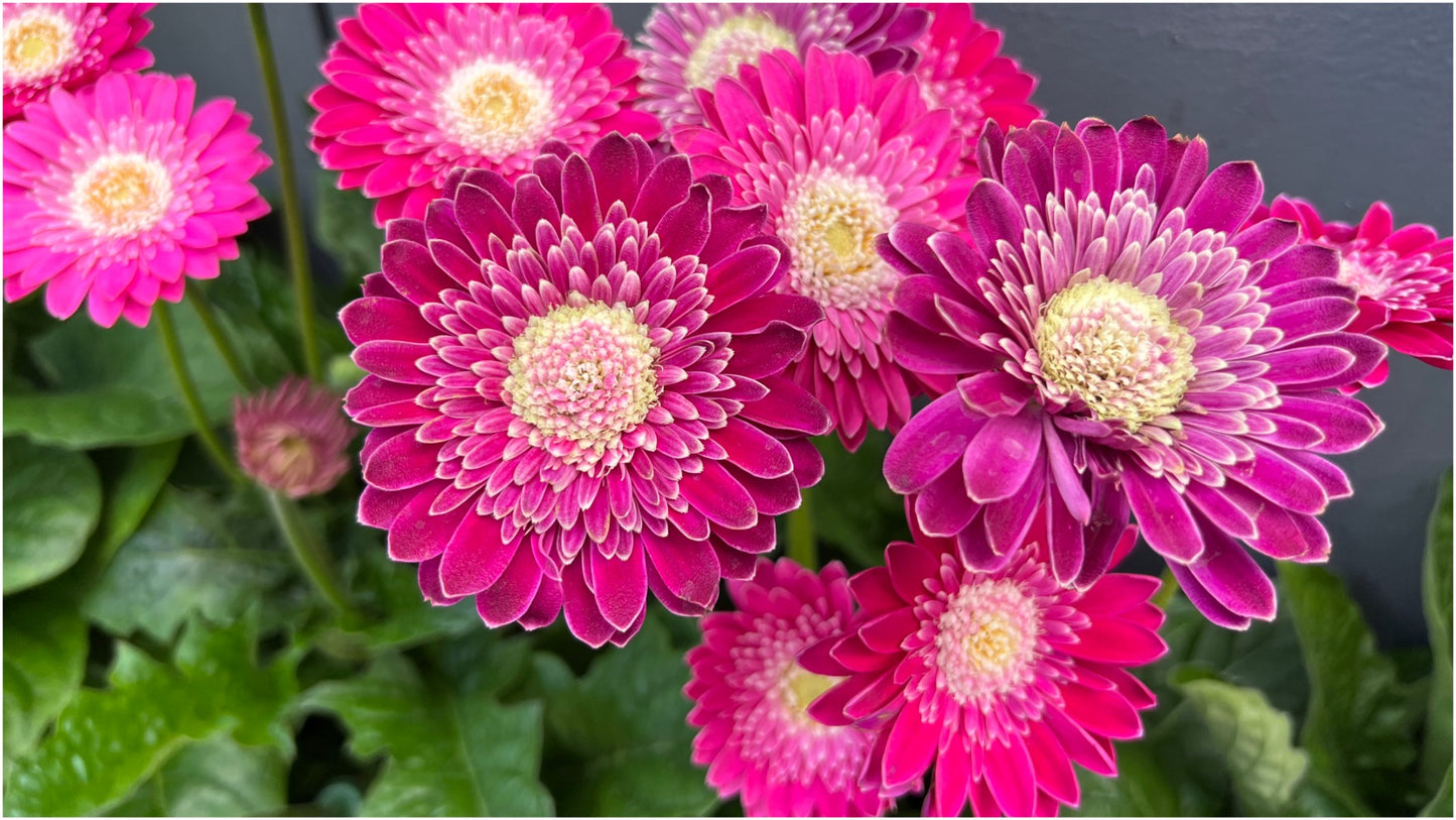 Double Majestic Gerber Daisy 4 pc. R82062