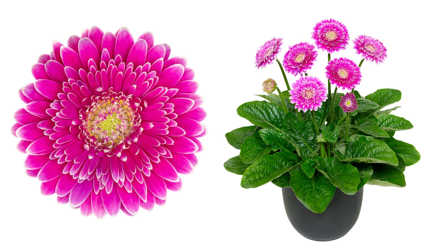 Double Majestic Gerber Daisy 4 pc. R82062