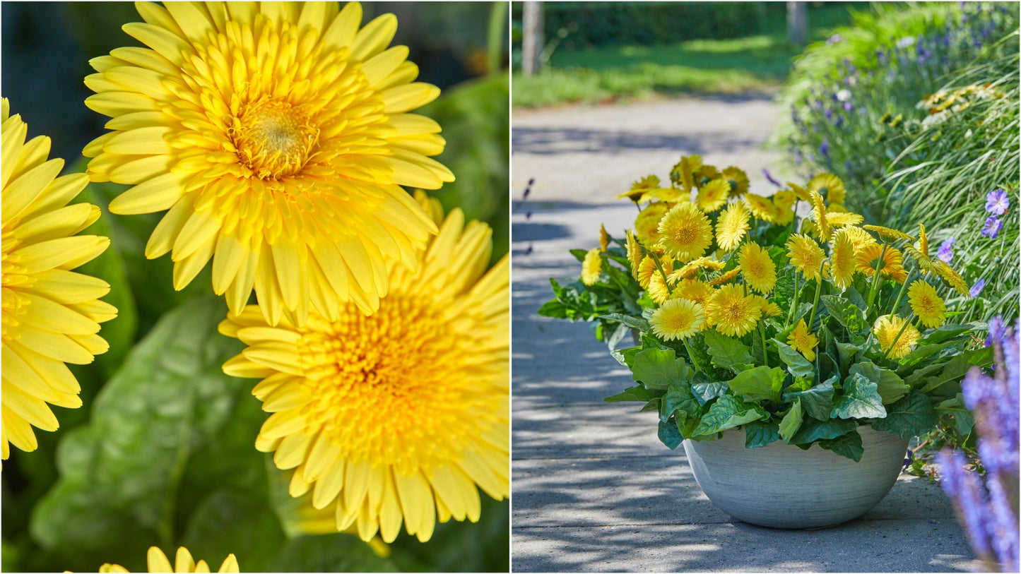 Double Majestic Gerber Daisy 4 pc. R82062