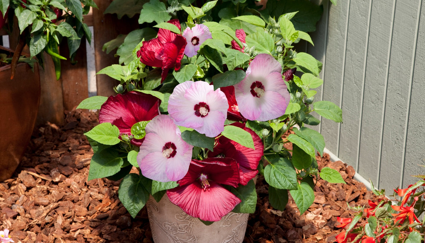 Hibiscus Better Together 2-in-1 Hardy Honeymoon™  1 pc. R132080