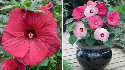 Hibiscus Better Together 2-in-1 Hardy Honeymoon™  1 pc. R132080