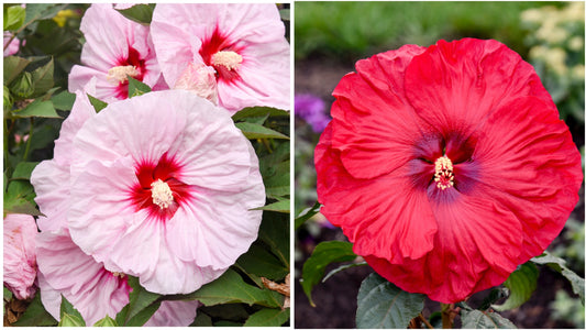 Hibiscus Summerific® Series Winter Hardy 2 Pc. R132192