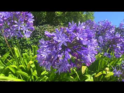 Agapanthus Johanna Blue Hardy Lily of the Nile 2 pc.  R132173