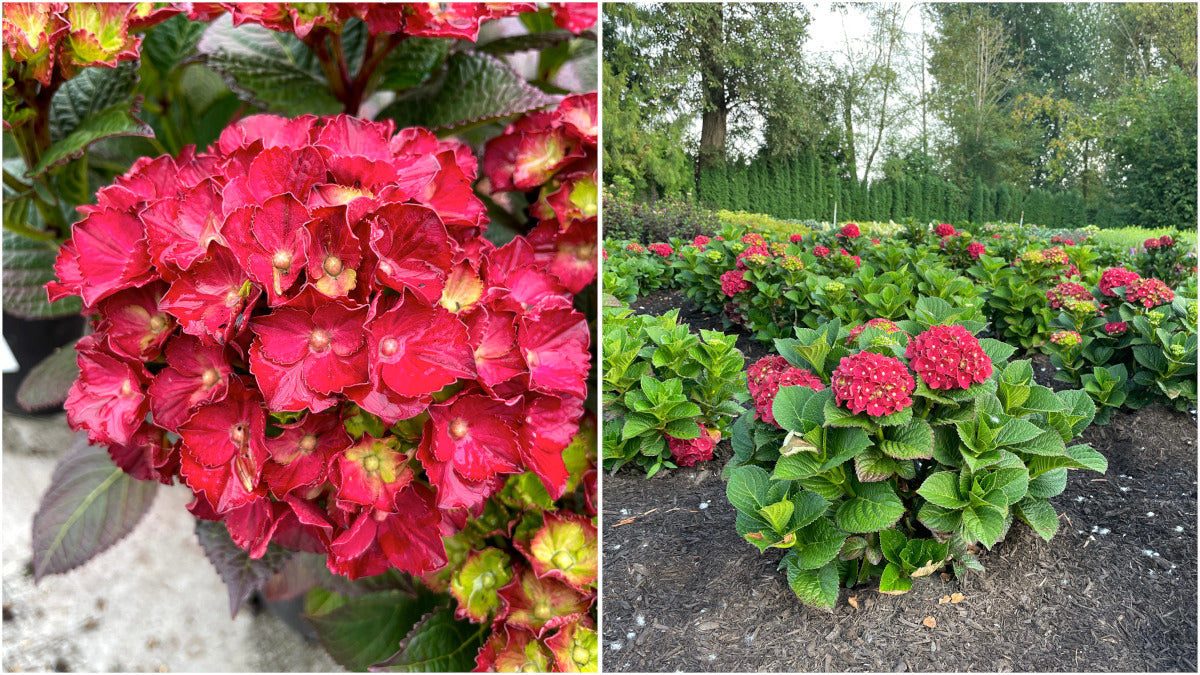 Hydrangea Bloomin Easy® Cherry-Go-Round pc. R95040