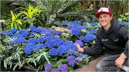 Hydrangea Proven Winner's® Pre-budded Blue Hydrangea 1 pc. R66929 **Ships Early May**