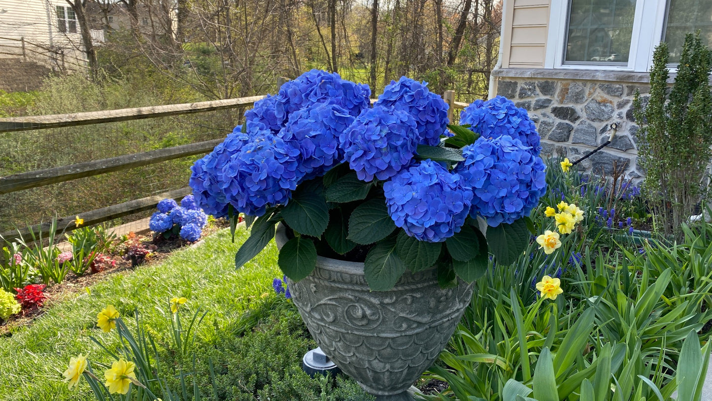 Hydrangea Proven Winner's® Pre-budded Blue Hydrangea 1 pc. R66929 **Ships Early May**