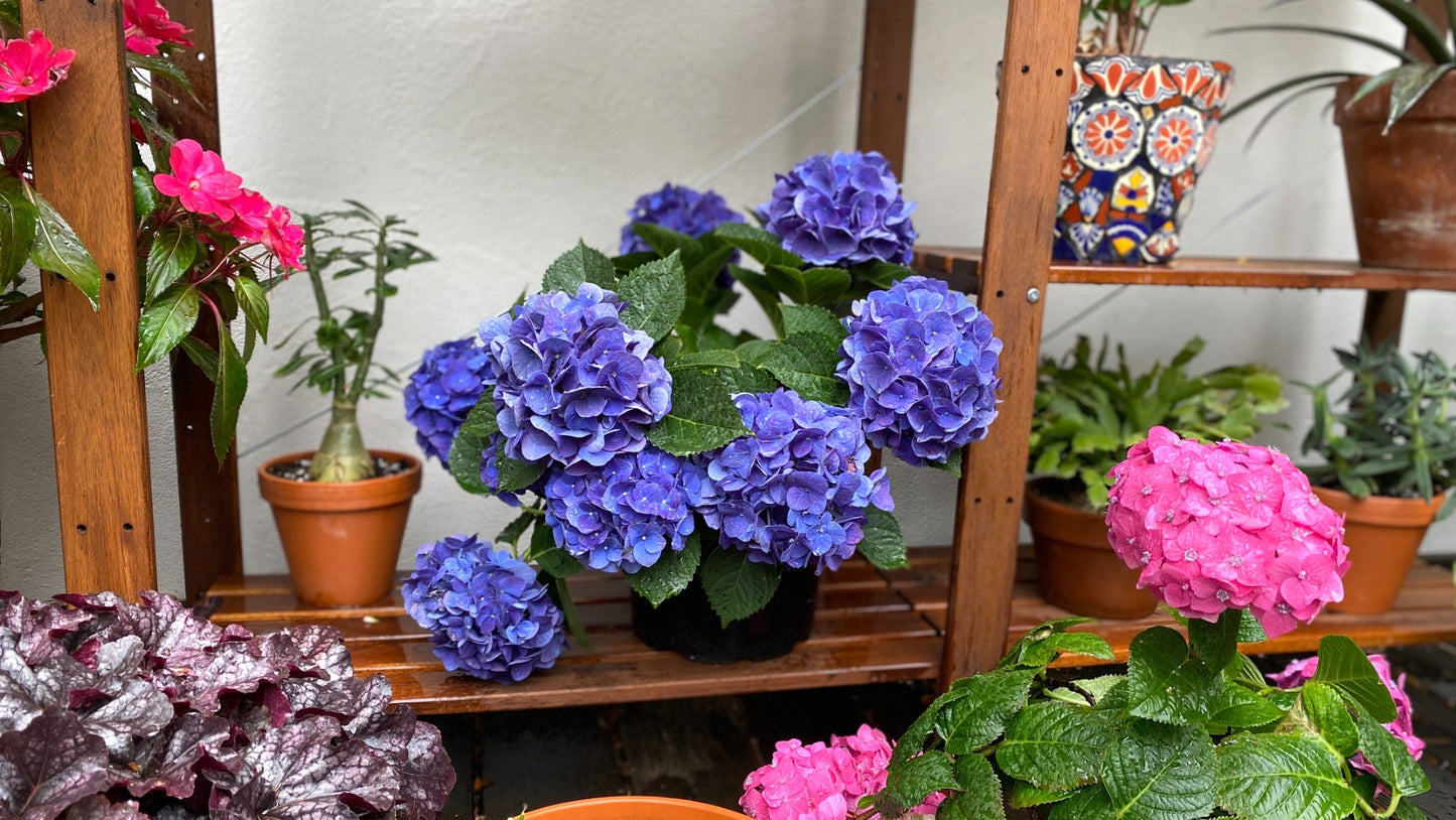 Hydrangea Proven Winner's® Pre-budded Blue Hydrangea 1 pc. R66929 **Ships Early May**