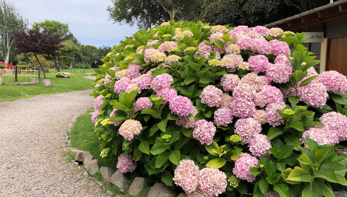 Hydrangea Onyx Mophead Bigleaf Macrophylla Set 2 Pc. R132083