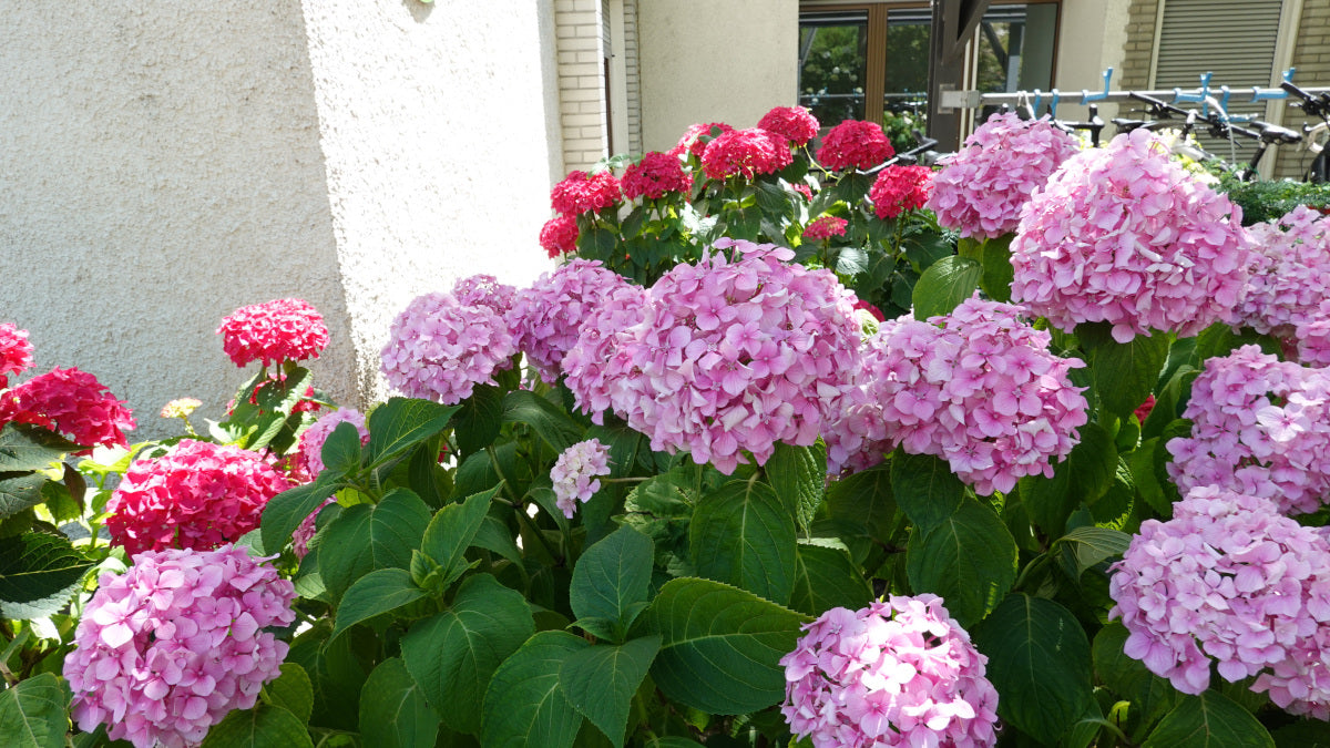 Hydrangea Onyx Mophead Bigleaf Macrophylla Set 2 Pc. R132083