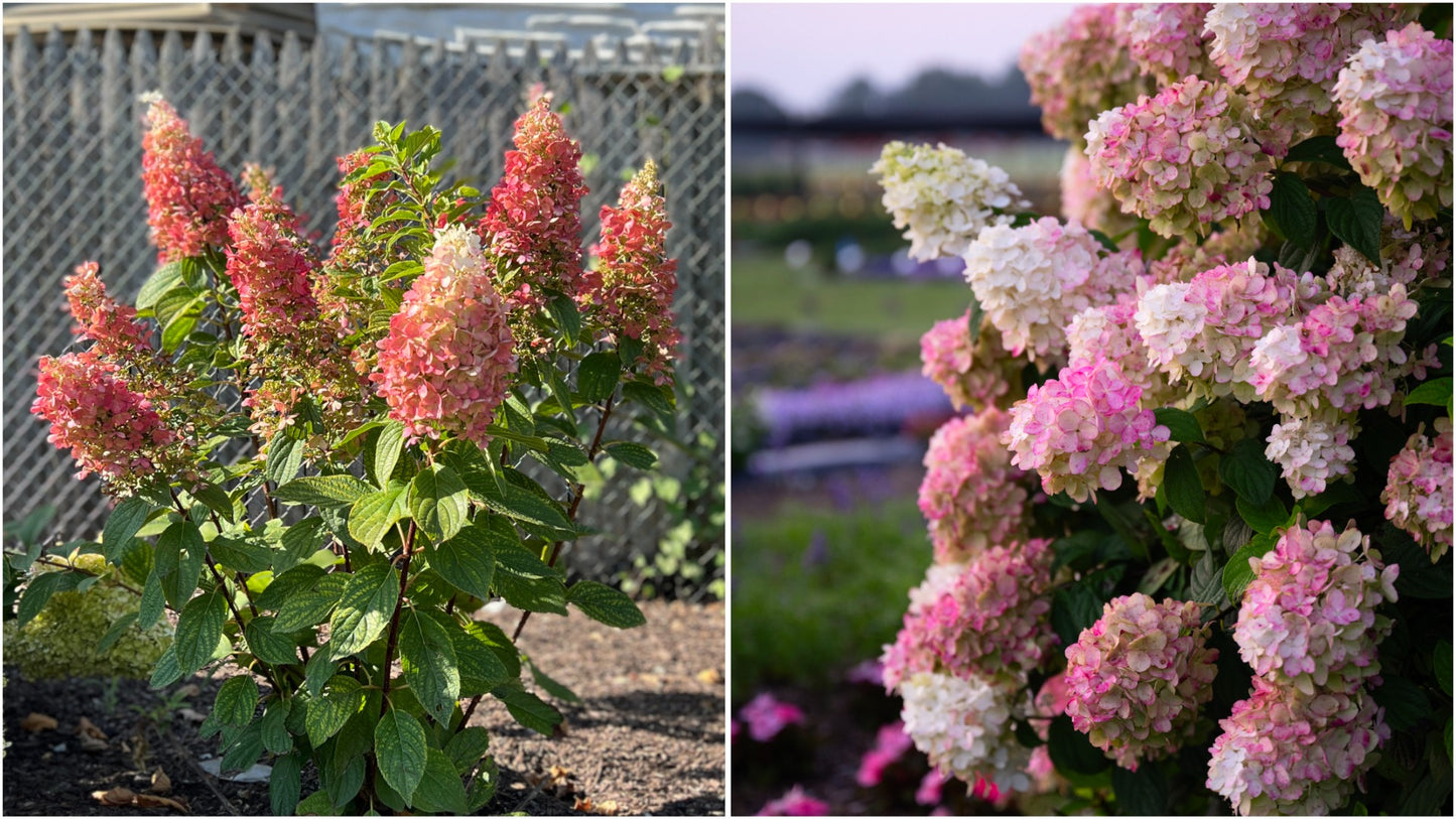 Hydrangea Polar Bear 1 pc. R132095