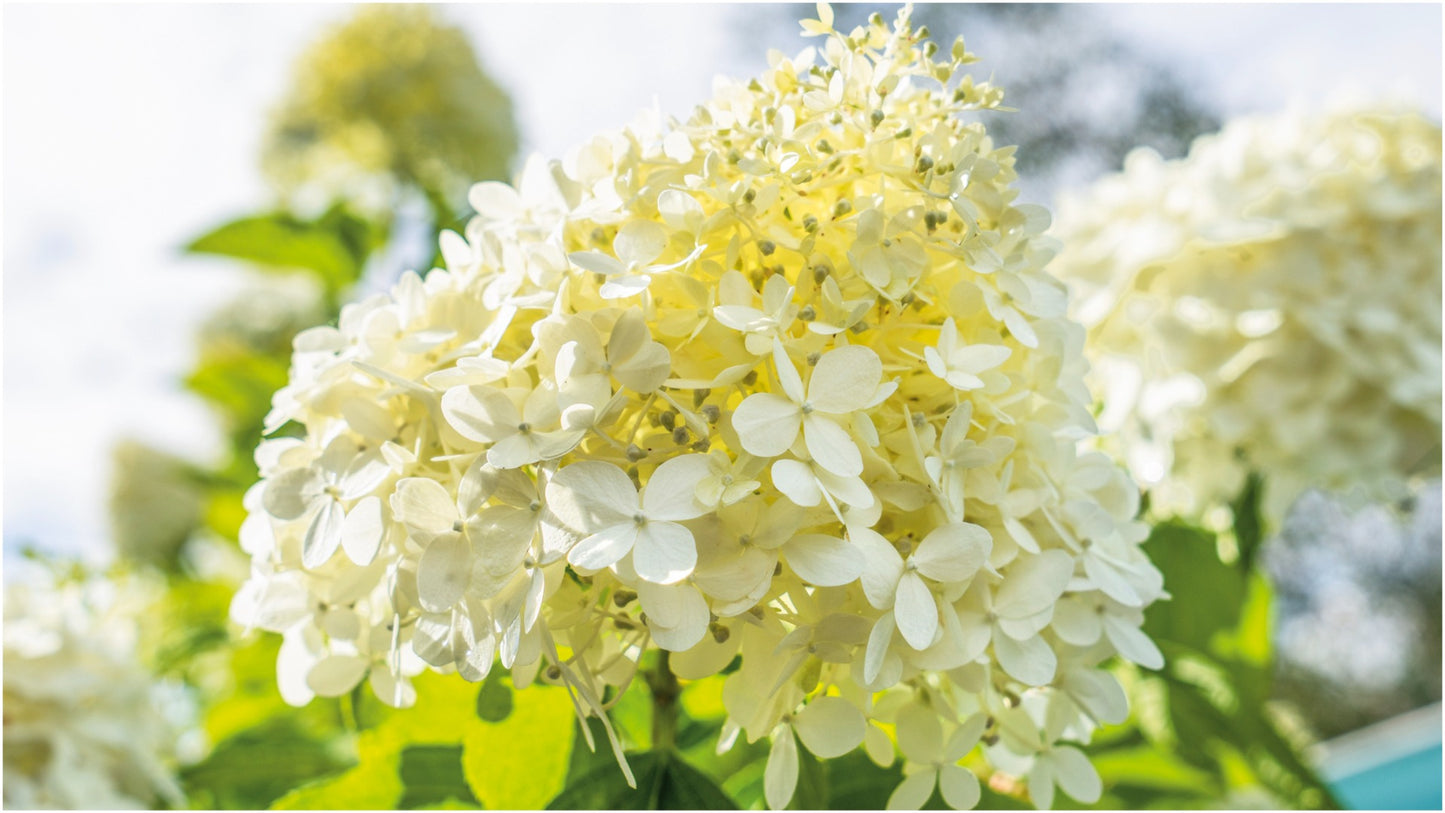 Hydrangea Polar Bear 1 pc. R132095