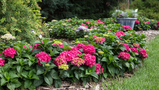 Endless Summer® Summer Crush® Hydrangea 1 pc. R66928