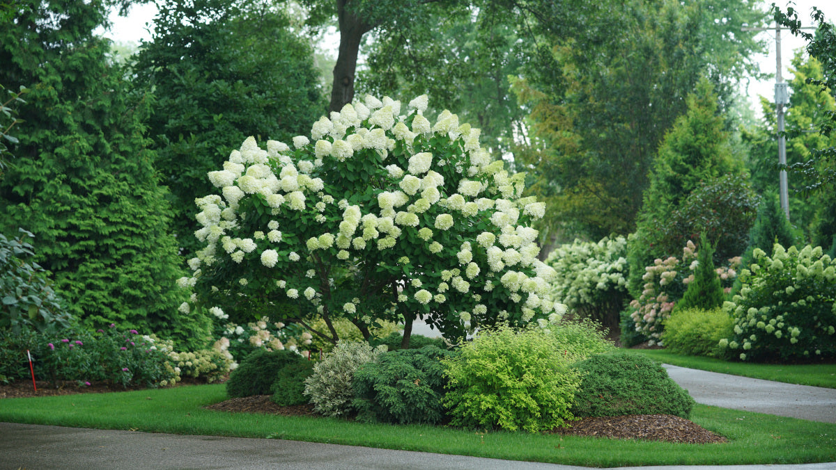 Hydrangea Tree Limelight Hardy Classic R132196