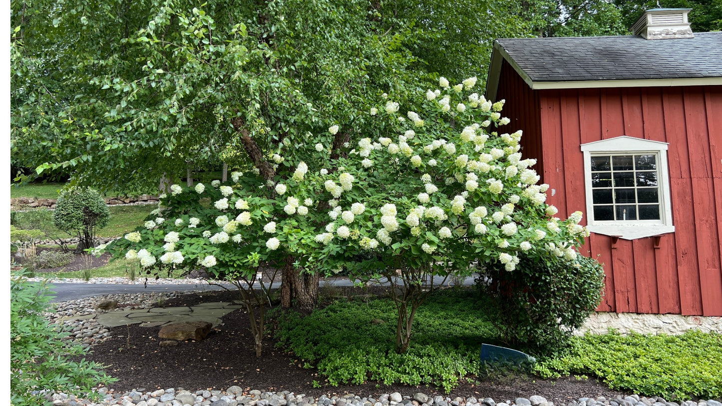 Hydrangea Tree Limelight Hardy Classic R132196