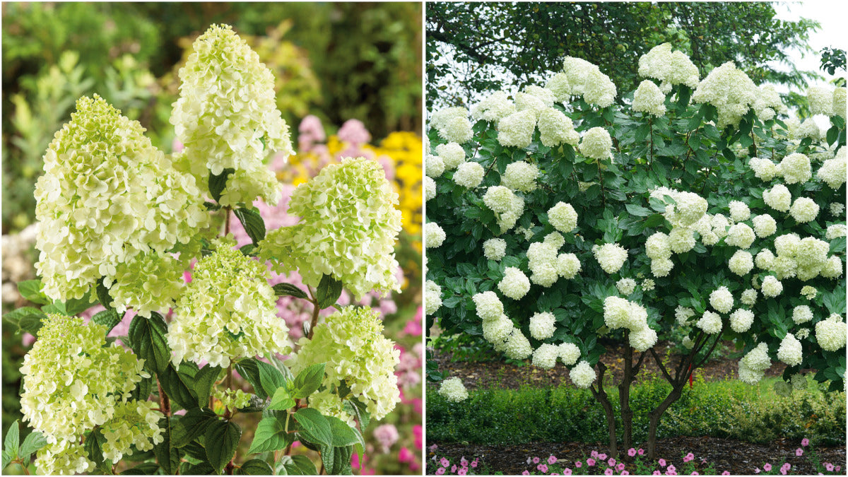 Hydrangea Tree Limelight Hardy Classic R132196