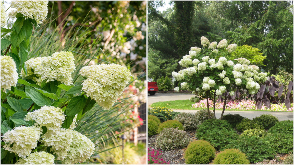 Hydrangea Tree Limelight Hardy Classic R132196