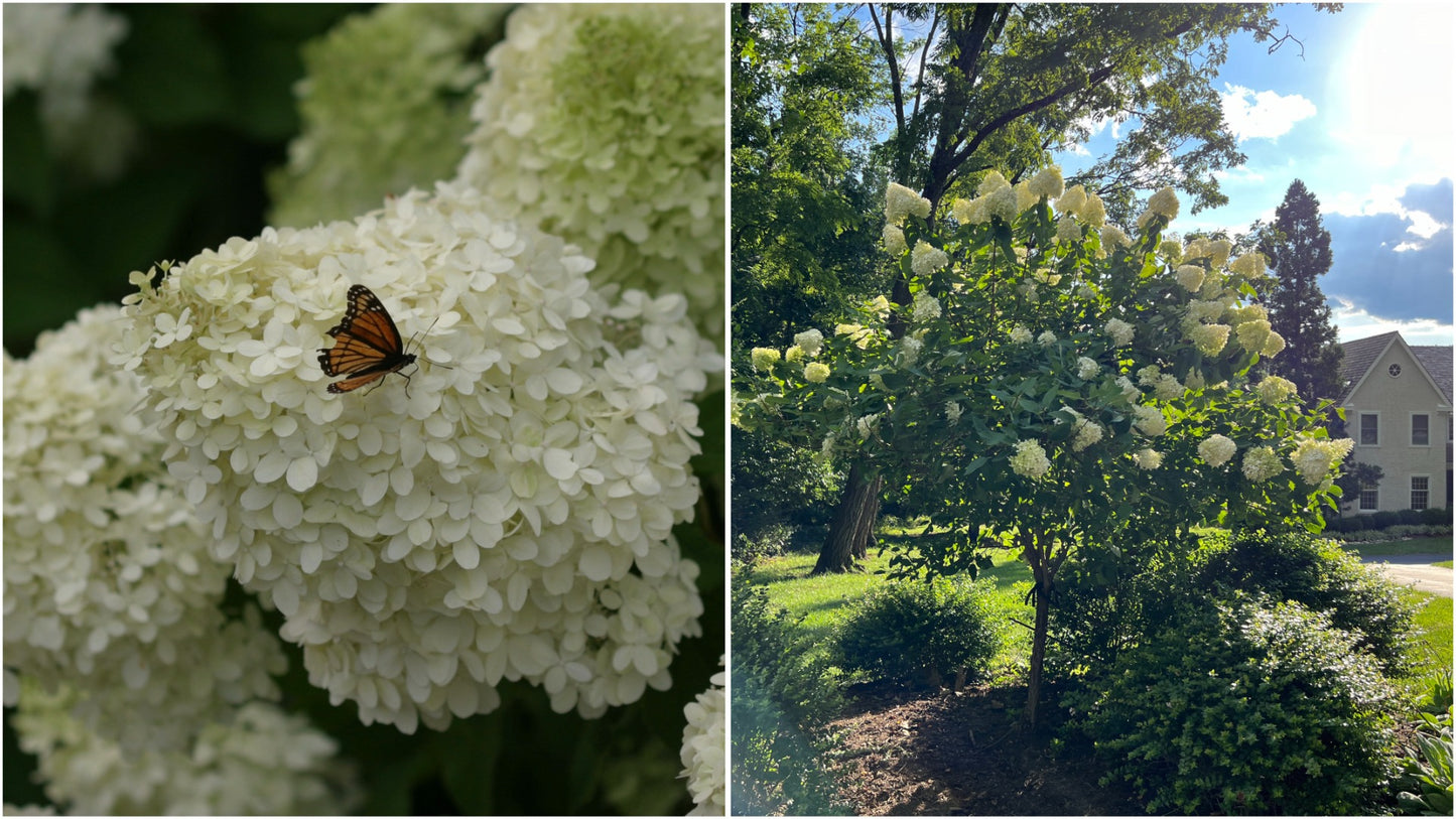 Hydrangea Tree Limelight Hardy Classic R132196