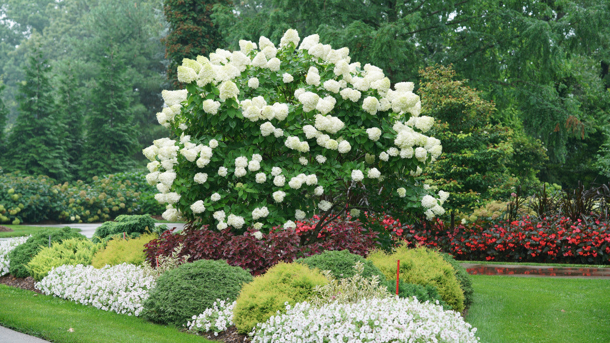 Hydrangea Tree Limelight Hardy Classic R132196