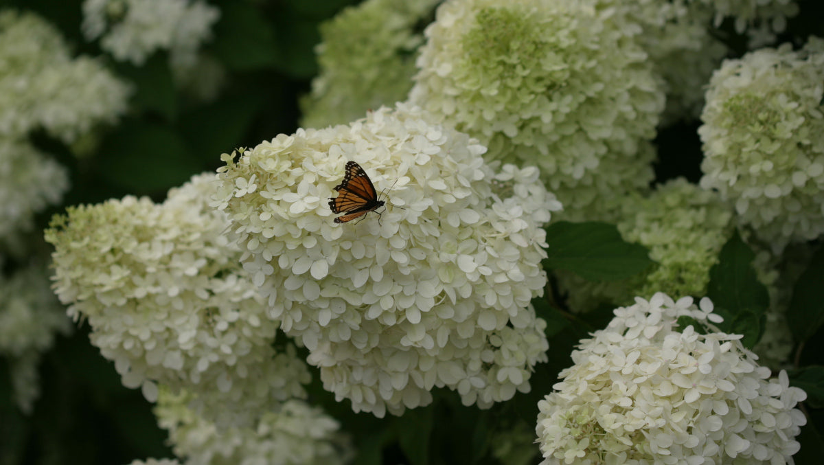 Hydrangea Tree Limelight Hardy Classic R132196