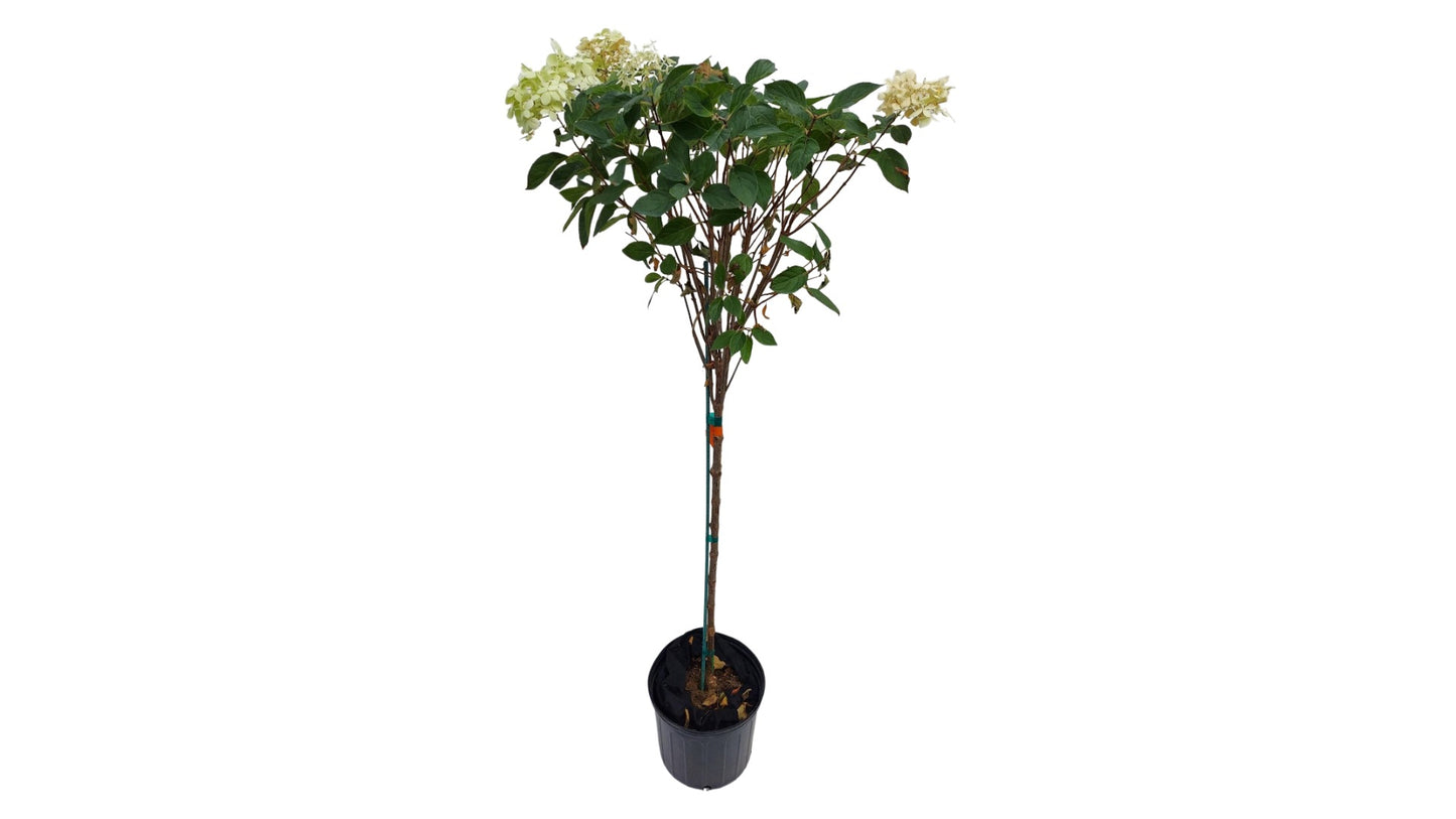 Hydrangea Tree Limelight Hardy Classic R132196